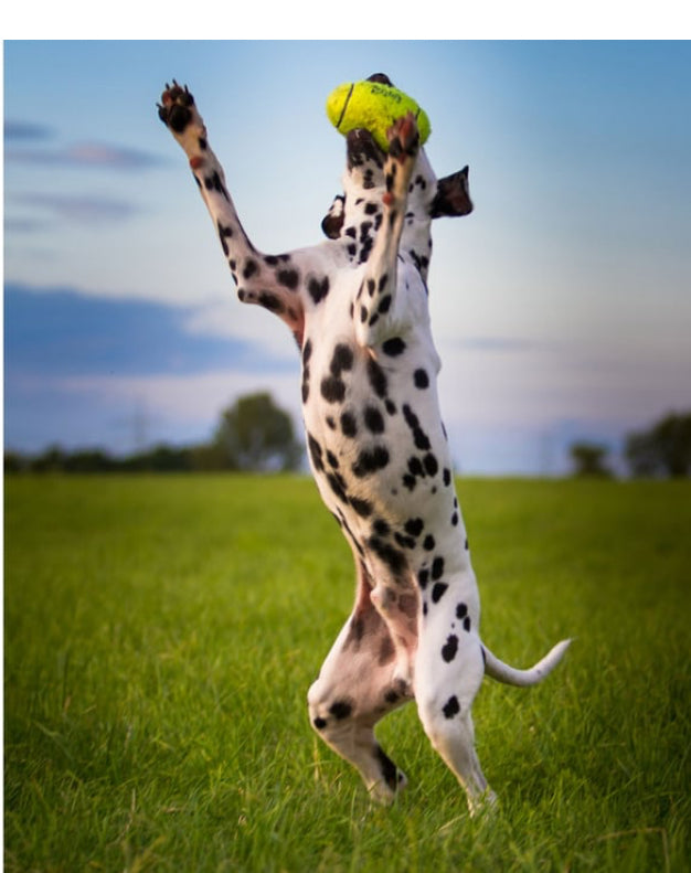 Kong Airdog Dog Toy
Football