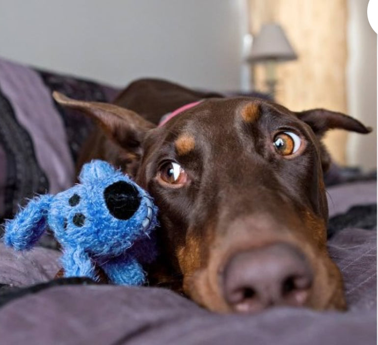Multipet 6" Loofa the Original Blue Dog Toy